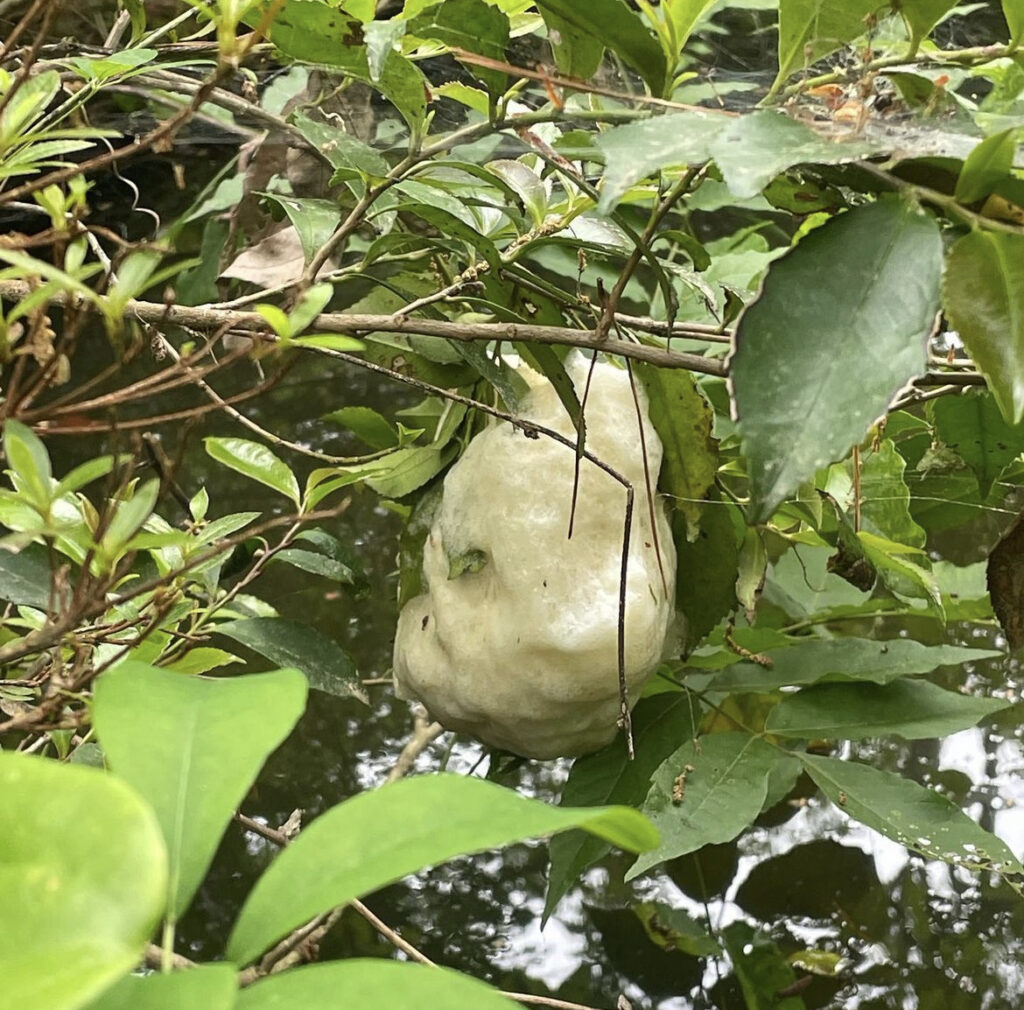 りゅうずの森
アオモリガエル　卵
